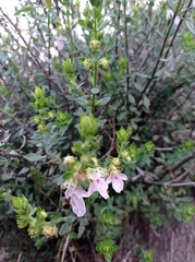 Teucrium bicolor