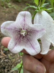 Campanula punctata