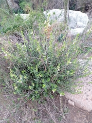 Teucrium bicolor