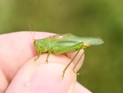 Orchelimum gladiator