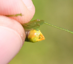 Orchelimum gladiator