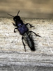 Platydracus violaceus
