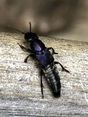 Platydracus violaceus
