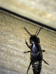 Platydracus violaceus