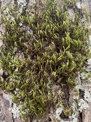 Leucodon andrewsianus