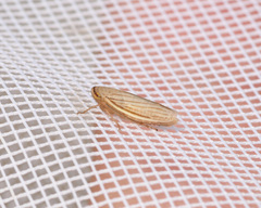 Athysanus argentarius