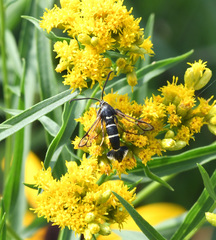 Synanthedon sigmoidea