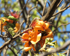Erythrina velutina