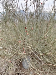 Ephedra chilensis