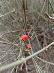 Ephedra chilensis