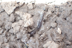 Endeavouria septemlineata