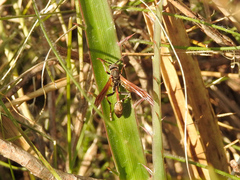 Mischocyttarus drewseni