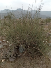 Ephedra chilensis