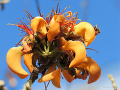 Erythrina velutina