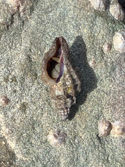 Scabrotrophon stuarti