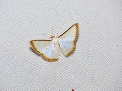 Leuciris