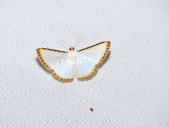 Leuciris
