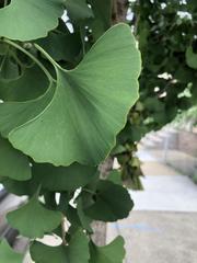 Ginkgoopsida