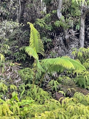 Cibotium glaucum