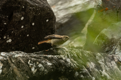 Phoenicurus erythronotus