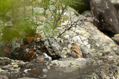 Phoenicurus erythronotus