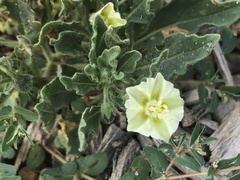 Chamaesaracha sordida