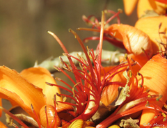 Erythrina velutina