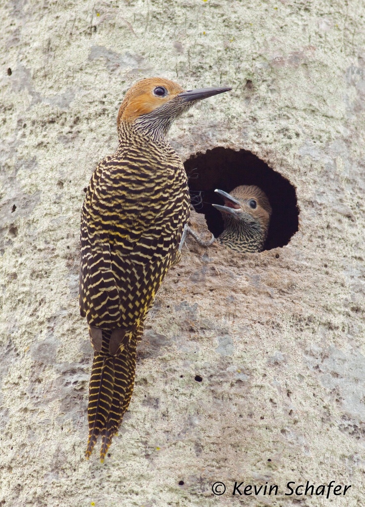 Fernandina's Flicker (Colaptes fernandinae) photo
