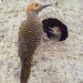 Fernandina's Flicker - Photo (c) Kevin Schafer, some rights reserved (CC BY-NC-ND), uploaded by Kevin Schafer