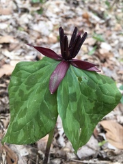 Trillium stamineum