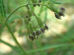 Asclepias quinquedentata