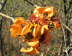 Erythrina velutina