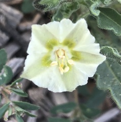 Chamaesaracha sordida