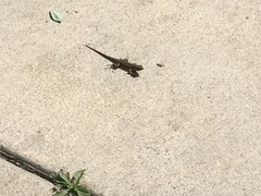 Sceloporus occidentalis