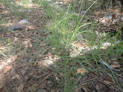 Asclepias quinquedentata