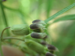 Asclepias quinquedentata