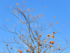 Erythrina velutina