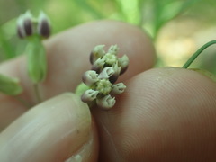 Asclepias quinquedentata