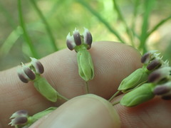 Asclepias quinquedentata