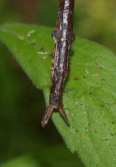Clitarchus hookeri