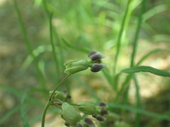 Asclepias quinquedentata