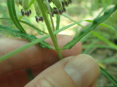 Asclepias quinquedentata