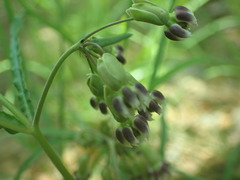 Asclepias quinquedentata