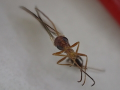 Ichneumonidae