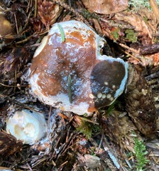 Boletus edulis grandedulis