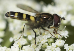 Melangyna fisherii