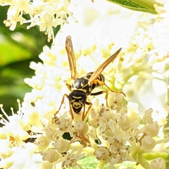 Polistes dominula