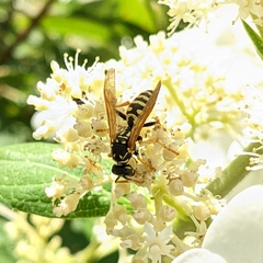 Polistes dominula