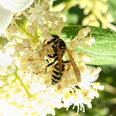 Polistes dominula
