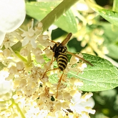 Polistes dominula